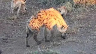 Breakfast time in Kruger.