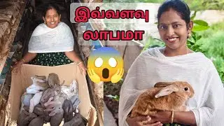 30முயல் Sold‌ Out 😱 முயல் பண்ணையில் இவ்வளவு லாபமா 😱😍 Rabbit Farm🐇🐰#karthikgowri