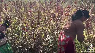 Roselle(Hibiscus sabdariffa) harvesting & processing.