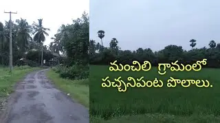 మంచిలి  గ్రామంలో  పచ్చనిపంట పొలాలు | MANCHILI VILLAGE BEAUTIFUL NATURE 2020 | #HRVlogsTHINKDIFFERENT