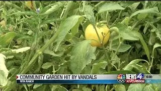 Rita Ranch Community Garden vandalized