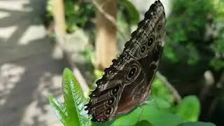 Learning Adventure at the Zoo (Grewcock Butterfly & Insect Pavilion )