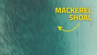 Underwater Fishing Camera records Atlantic Mackerel inside Pelagic Trawler Net