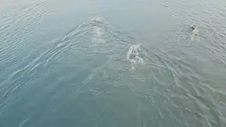 Twiske Swimrunners promo
