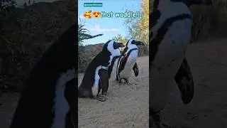 🐧🌊 Beach Day! African Penguins Waddling on the Sand