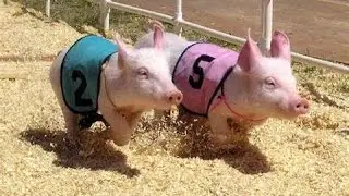 Sarasota County Fair Pig Races March 18th 2015 Race 1 