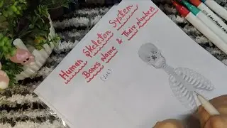 Human Skeleton System ||Anatomy & Physiology || Human Body Bones ||Bones Name & Numbers #cravemedico