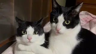 さみしがりやの猫と過ごす1週間