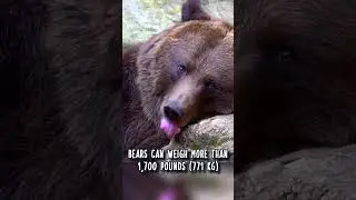 Крупнейшие хищники 🐻 Факты о животных #факты #животные #дикаяприрода