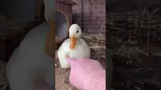 How to boop a duck (A tutorial)