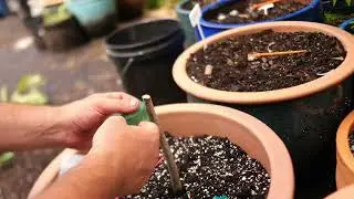 Bark Inlay Graft on Persimmon - Quick Video - June 2024 (in the Northeast)