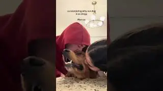 @goldenboybunkie: we&rsquo;re obsessed with him #dog #doglover