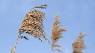 Howling Wind Sounds | Natural Sounds of Wind | For Relaxation, Meditation, Sleep, Study and Insomnia