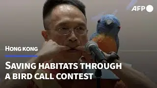 Bird call contest seeks to boost conservation awareness in Hong Kong | AFP