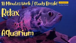 【10 Minutes Timer】Free Aquarium Timer Series | Pomodoro Arowana Timer Series #redhook #bluehook