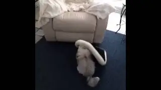 HAVANESE PLAYING WITH CRATE PAD - Roxie