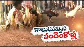 Cock Fights Goes Unabated in Krishna & Godavari Dist | కృష్ణా, గోదావరి జిల్లాలో యదేచ్ఛగా కోడిపందేలు
