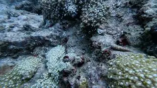 Dive spot 