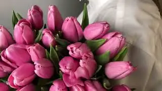 Тюльпаны