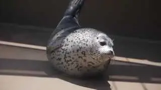 ゴマフアザラシの赤ちゃんごろごろ（宮島水族館）