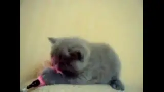 MOV05490