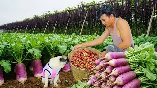 Chairman Trieu Leaves The City: Harvesting Radishes To Sell And Cook – Building The Farm