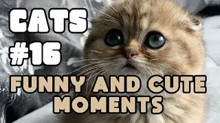 Face your fear 🙀 CATS 🐾 Funny and cute moments Ep.16