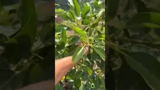 How to prune your avocado tree