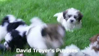 David Troyer's Teddy Bear Puppies
