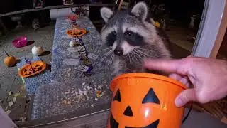 ЕНОТЫ ЛЮБЯТ ОКТЯБРЬ!!!