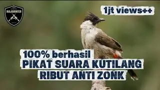 PIKAT SUARA KUTILANG RIBUT‼️100% BERHASIL BERDATANGAN COCOK UNTUK MULUT #subscribe 