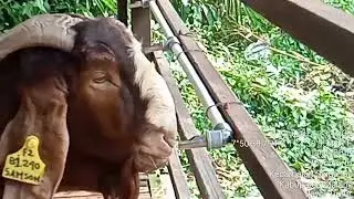 jenis kambing borrr di BBIB Singosari Malang Jawa Timur