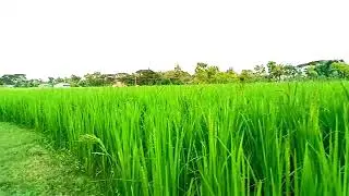 Viral First Vlog Background Music With Paddy Field View. Sailur Tv