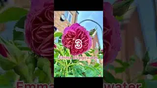 Top 5 David Austin roses in my garden 2024  #davidaustinroses