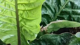 Антуриум хукери. Anthurium hookeri.