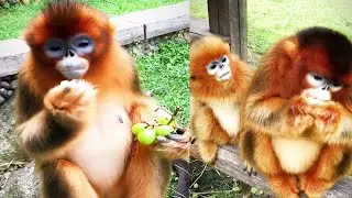 Cute golden snub-nosed monkey eating food-EP.20 [ Shorts Video New ]