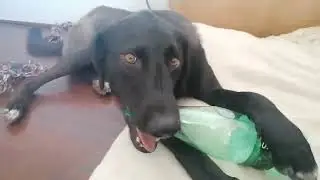 Samson the dog and the plastic madness!