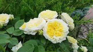 The Pilgrim - David Austin rose in Rostov-on-Don!🧚&zwj;♀️
