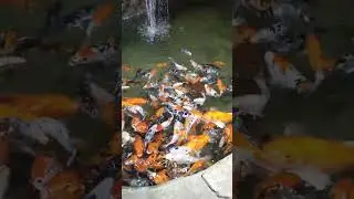 fish aquarium Flora fantasy🐟🦈💦 |part 1|#shorts #fish #waterfall #shortsfeed #amusementpark
