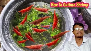 How To Shrimp Culture|Cherry Shrimp Breeding Farm|How To Breed Red Cherry Shrimp In Hindi