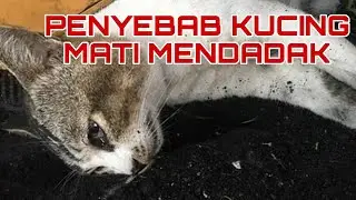 Penyebab kucing mati mendadak