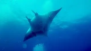 Socorro Diving Video - Quino El Guardian (December 2024)