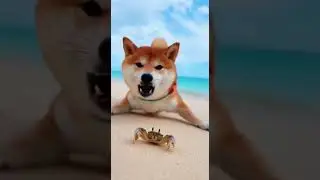 TRỜI M&Aacute; CON CUA KẸP SƯNG MỎ RỒI 😂🐶 #shorts #funny #cute #dogandcat #shiba #ch&oacute;m&egrave;o #h&agrave;ihước #xuhướng