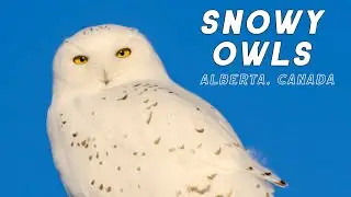 SNOWY OWLS of the Alberta Prairies