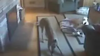 Greyhound Cristal spinning her wheels