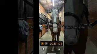 @cow_and_horsey  do thus with donuts!!! #dutton#horse#horserider#horsebackriding#capcut#template