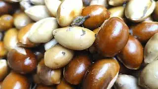 Mahua Seeds | Mahua Plants form Seeds |