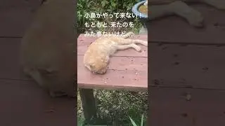 ノラくんくつろぐ　#ＡＲＫの森,#森の中,#ノラ