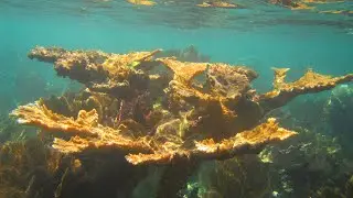 Cuba, Sol Rio de Luna y Mares Resort , snorkeling from the beach