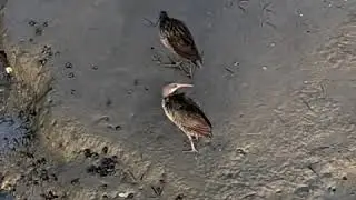 Marsh hens